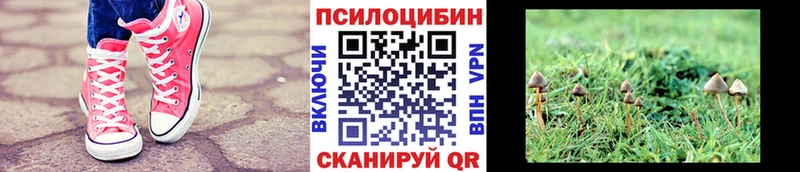 наркота  Амурск  Галлюциногенные грибы Cubensis 